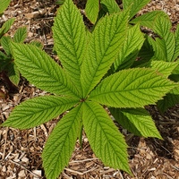 Rodgersia sambucifolia